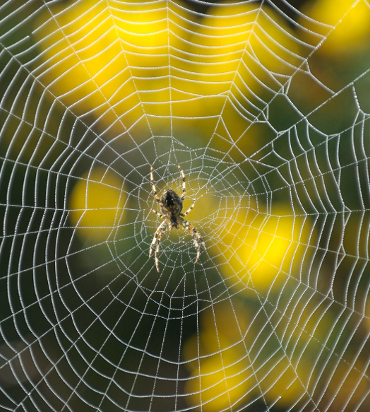 Web Spider 1.0